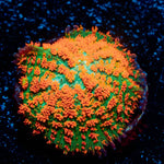 Atomic FireBall Mushroom - riptide aquaculture llc