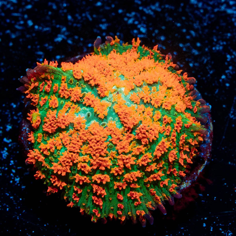 Atomic FireBall Mushroom
