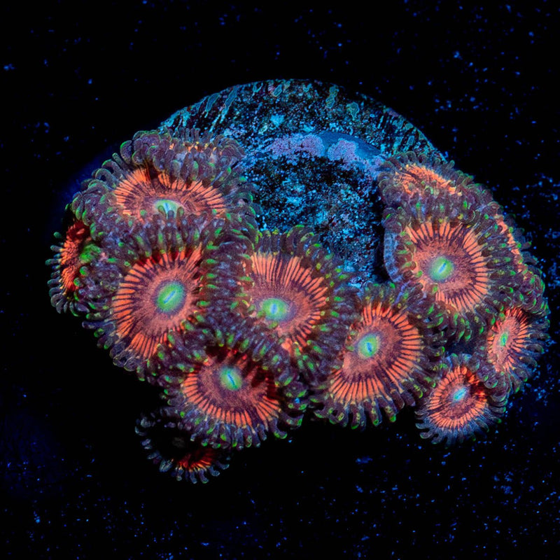 Valkareas Zoanthid