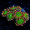 Rainbow Trolls Zoanthid - riptide aquaculture llc
