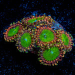 Rainbow Trolls Zoanthid - riptide aquaculture llc