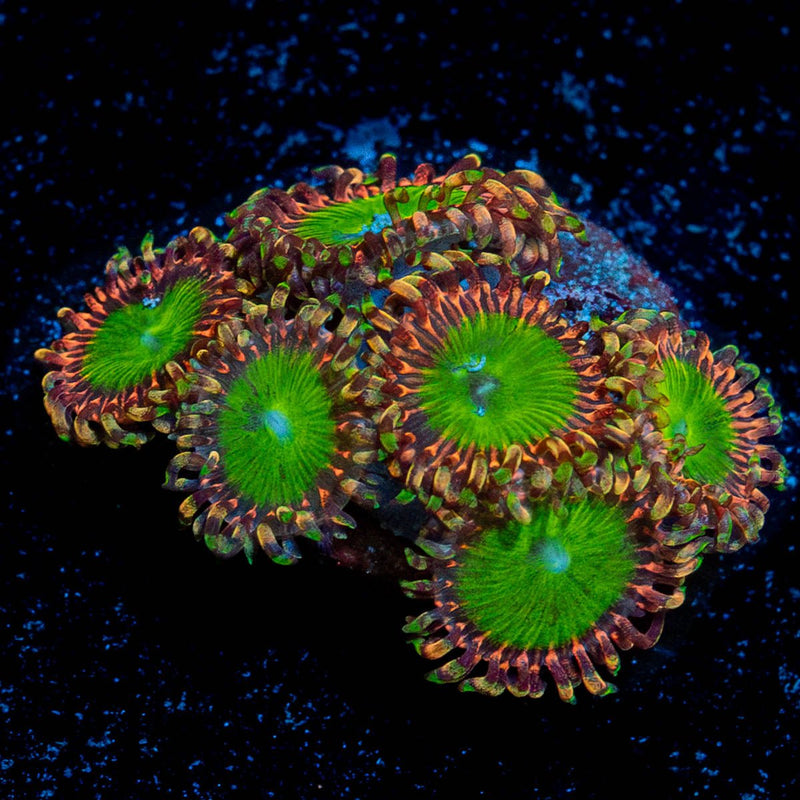 Rainbow Trolls Zoanthid