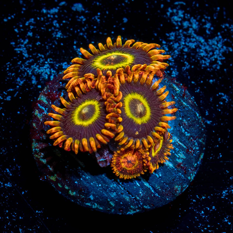 Rainbow Hornet Zoanthid
