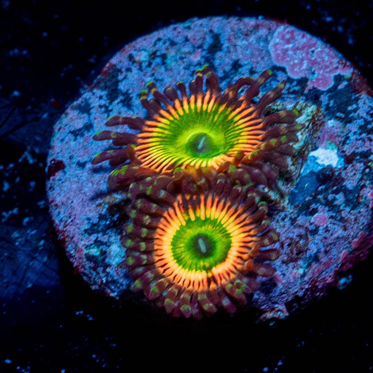 Peach Tea Zoanthid - riptide aquaculture llc