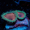 Purple Death Zoanthid - riptide aquaculture llc