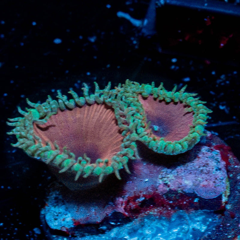 Purple Death Zoanthid