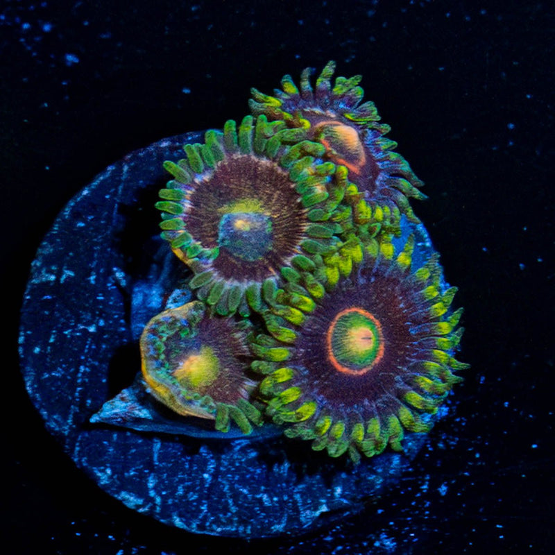 Jawbreaker Hornets Zoanthid