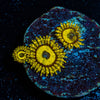 LA Lakers Zoanthid - riptide aquaculture llc