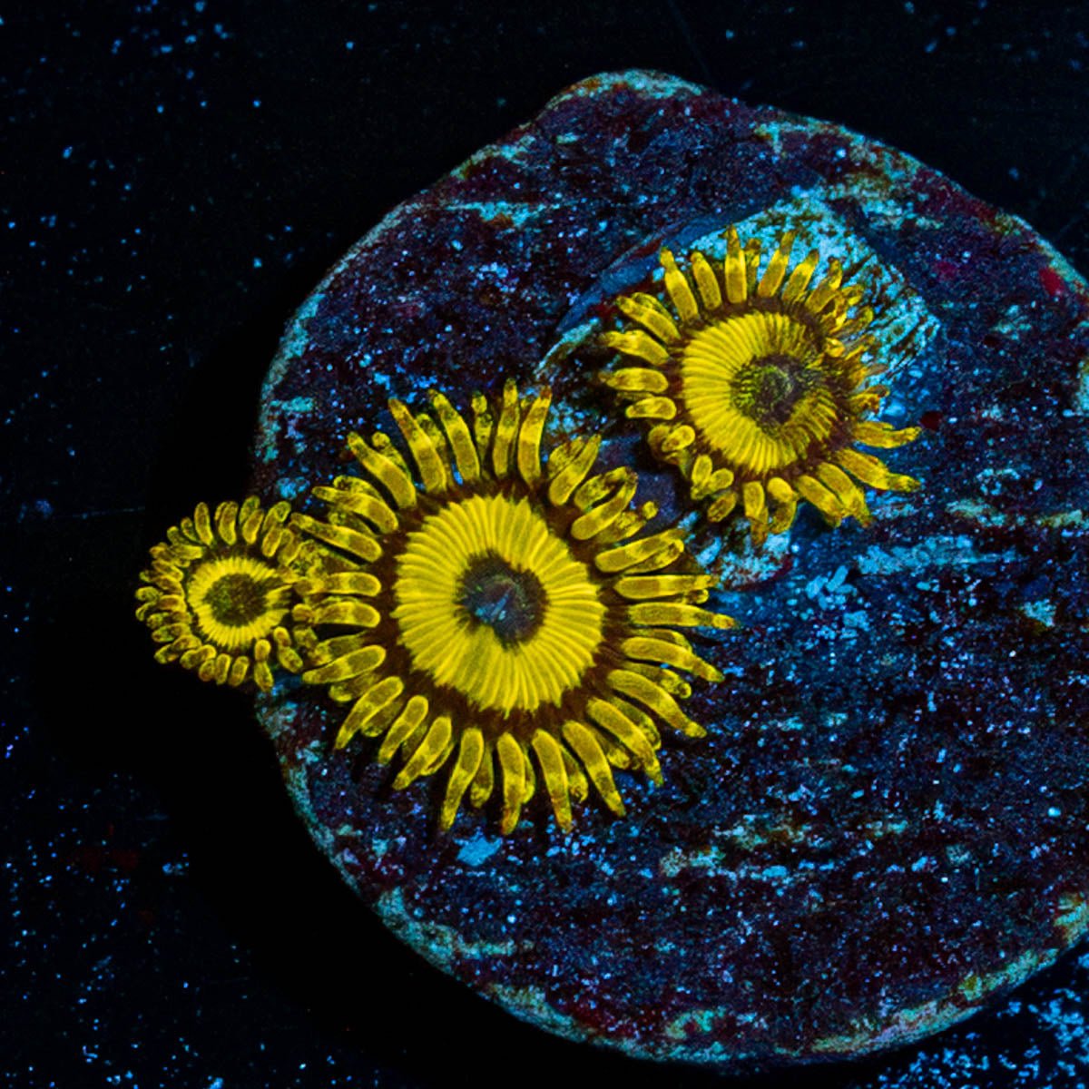 LA Lakers Zoanthid - riptide aquaculture llc