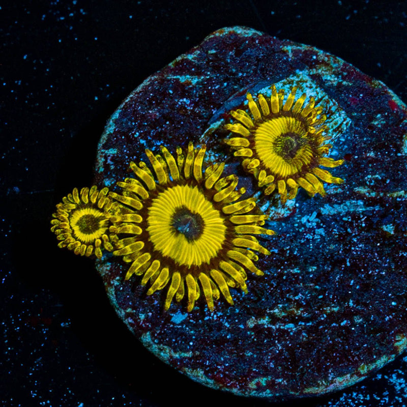 LA Lakers Zoanthid
