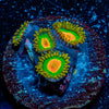 Rasta Zoanthid - riptide aquaculture llc