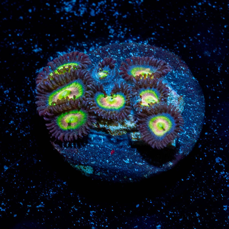 Sub Zero Zoanthid