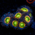 Tinker Bell Zoanthid - riptide aquaculture llc