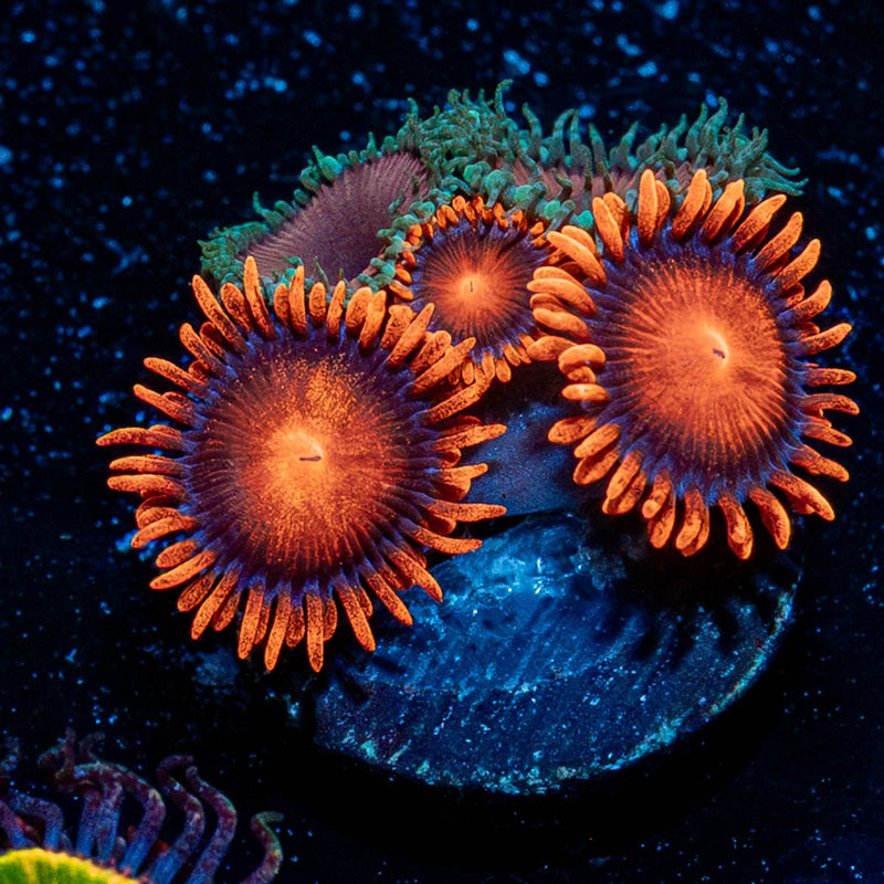 Orange Bam Bam & Purple Death Zoanthid
