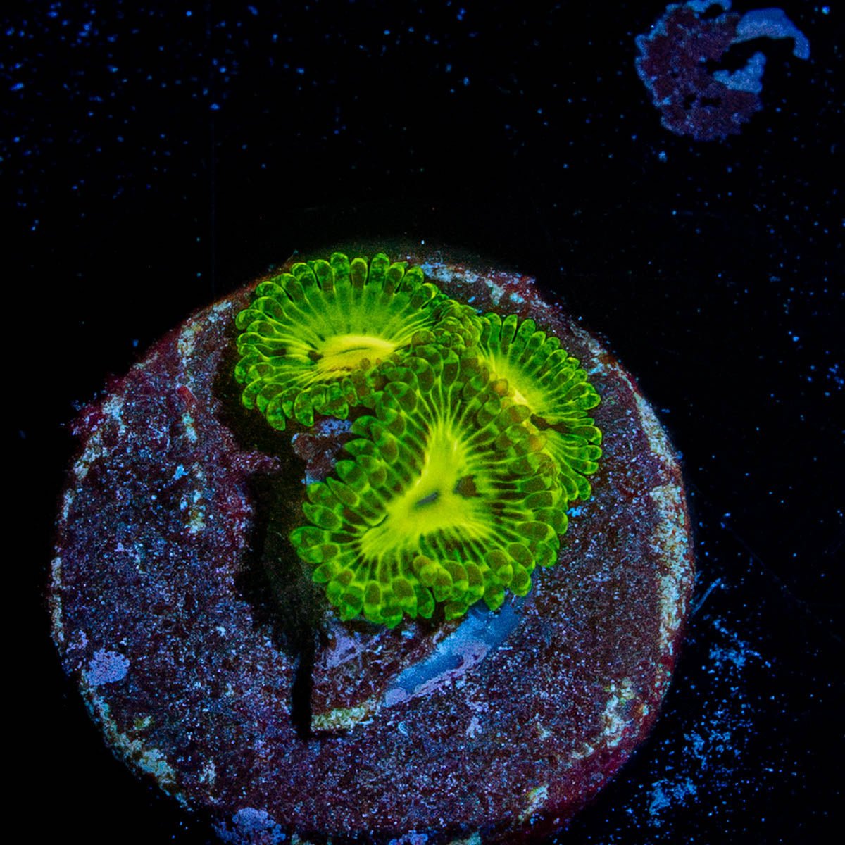 Emerald Zoanthid - riptide aquaculture llc