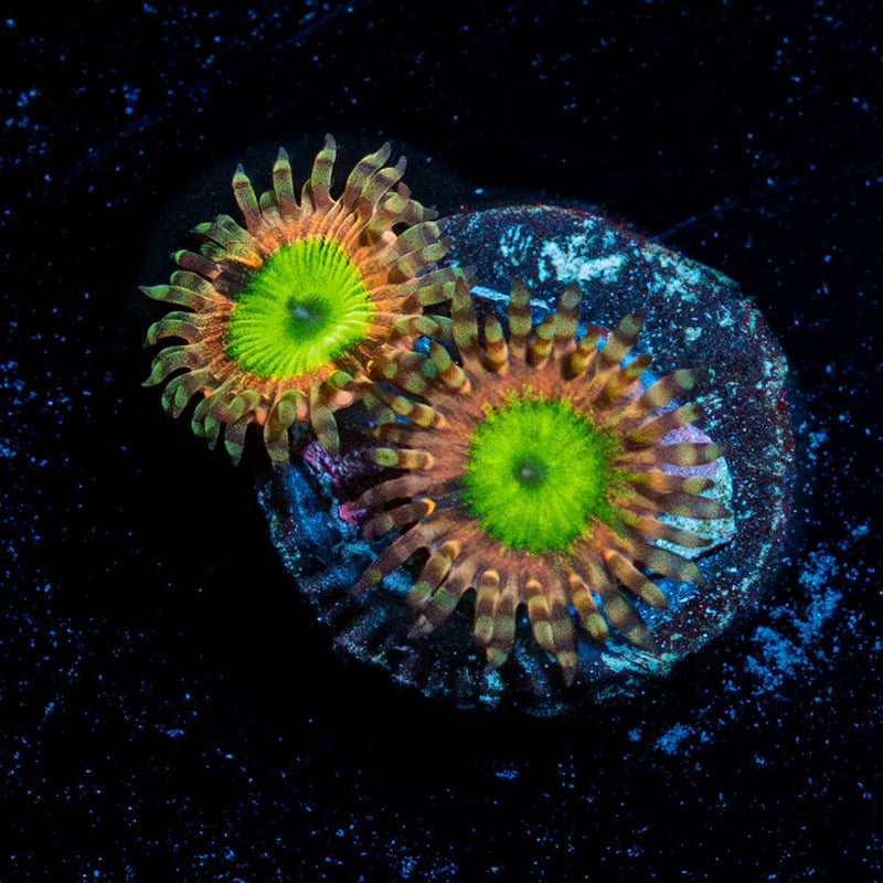 Pink Elephants Zoanthid