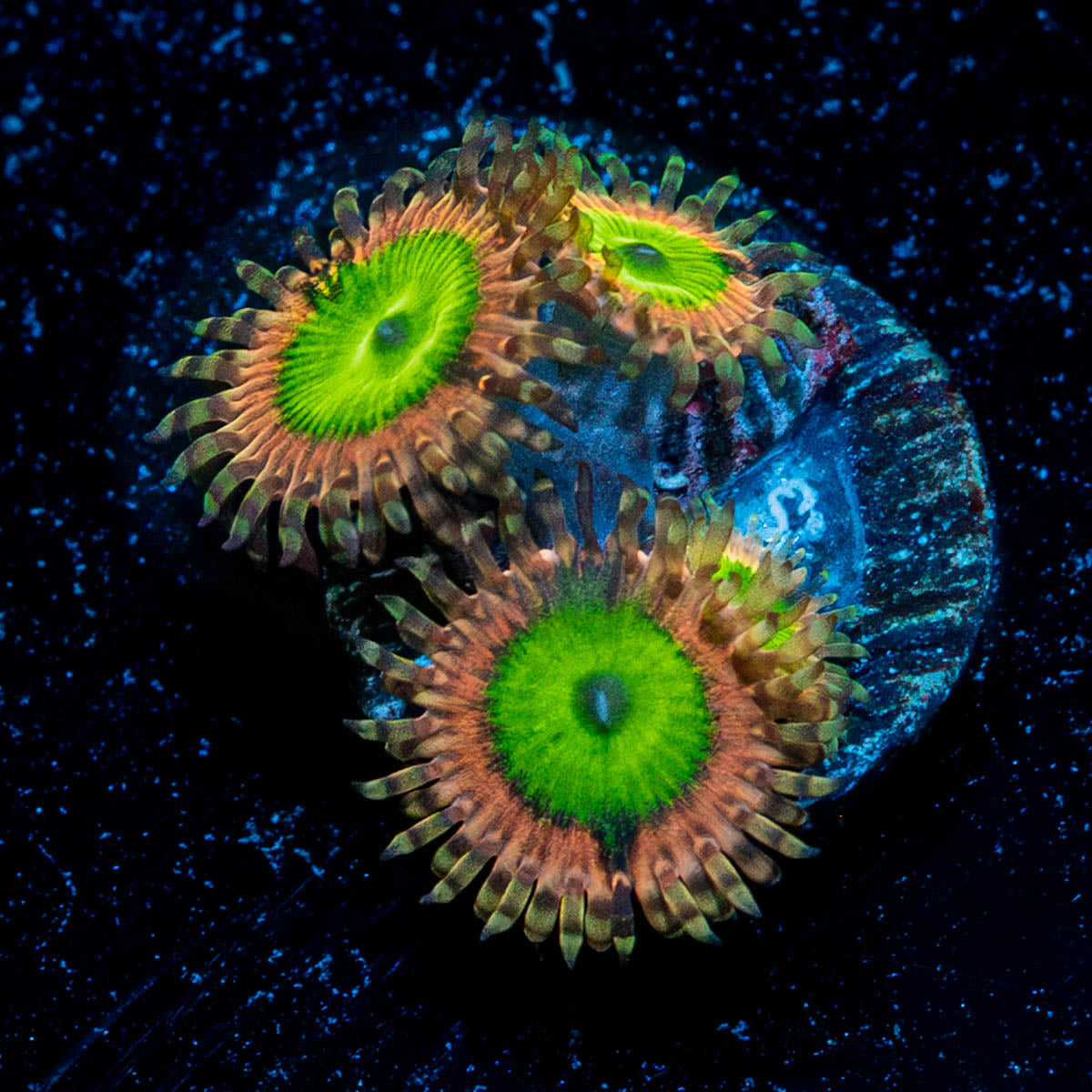 Pink Elephants Zoanthid 