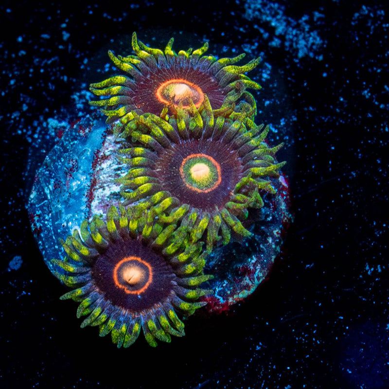 Jawbreaker Hornets Zoanthid