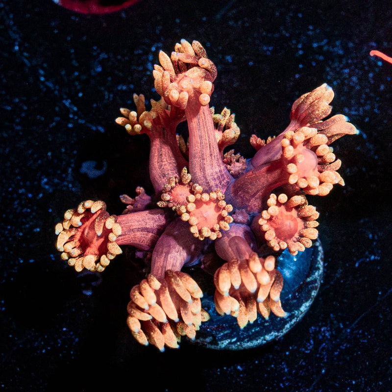 IronMan Goniopora