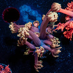 IronMan Goniopora - riptide aquaculture llc
