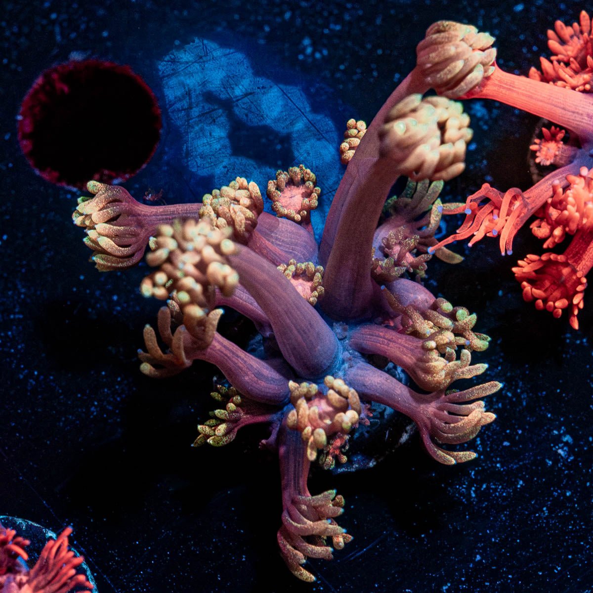 IronMan Goniopora - riptide aquaculture llc