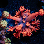 Red bull Goniopora - riptide aquaculture llc