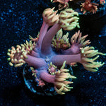 IronMan Goniopora - riptide aquaculture llc