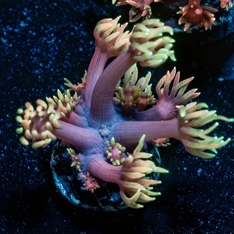 IronMan Goniopora