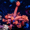 Red bull Goniopora - riptide aquaculture llc