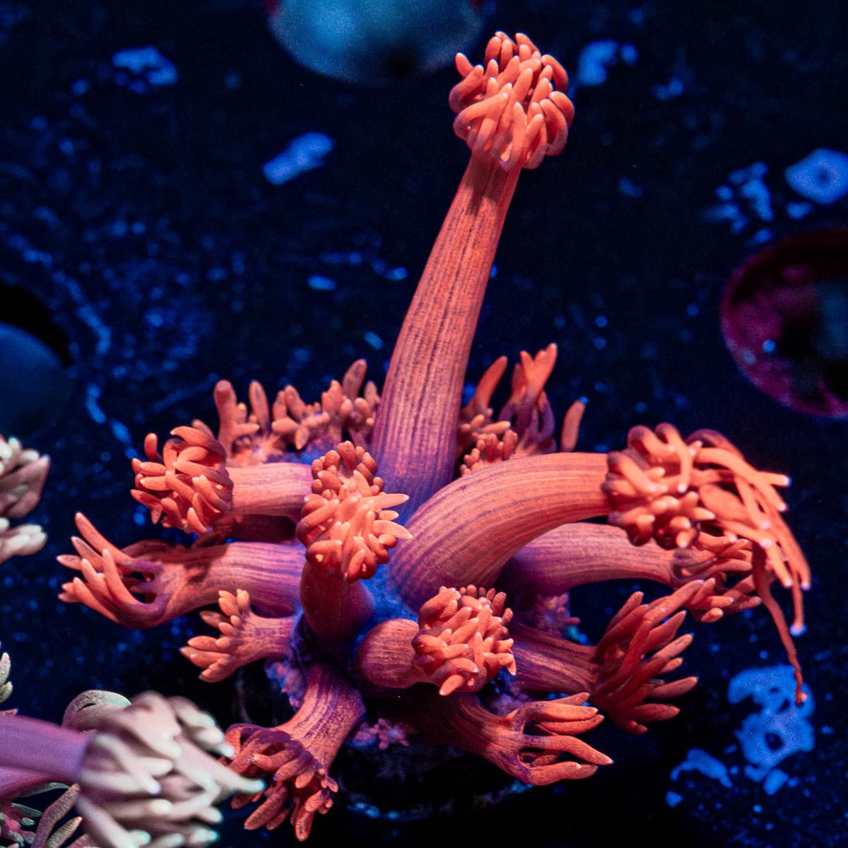 Red bull Goniopora - riptide aquaculture llc
