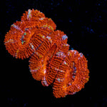 Red Acan / Micromussa - riptide aquaculture llc