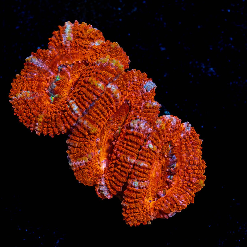 Red Acan / Micromussa