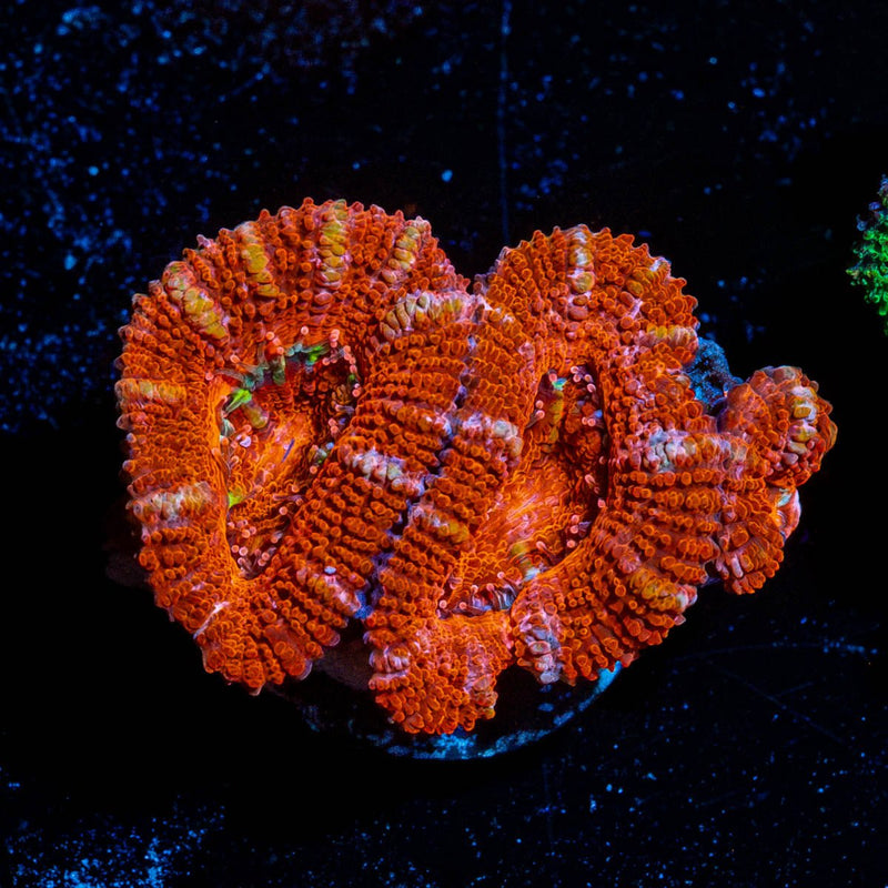 Red Acan / Micromussa