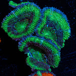 Green Acan / Micromussa - riptide aquaculture llc