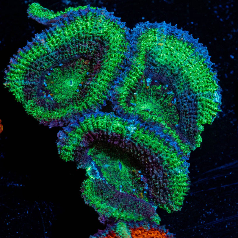 Green Acan / Micromussa