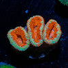 Red Acan / Micromussa - riptide aquaculture llc