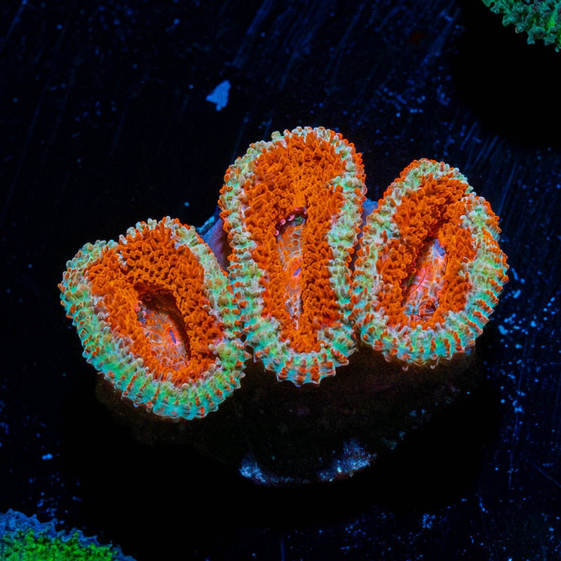 Red Acan / Micromussa