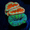 Red & Green Acan / Micromussa - riptide aquaculture llc