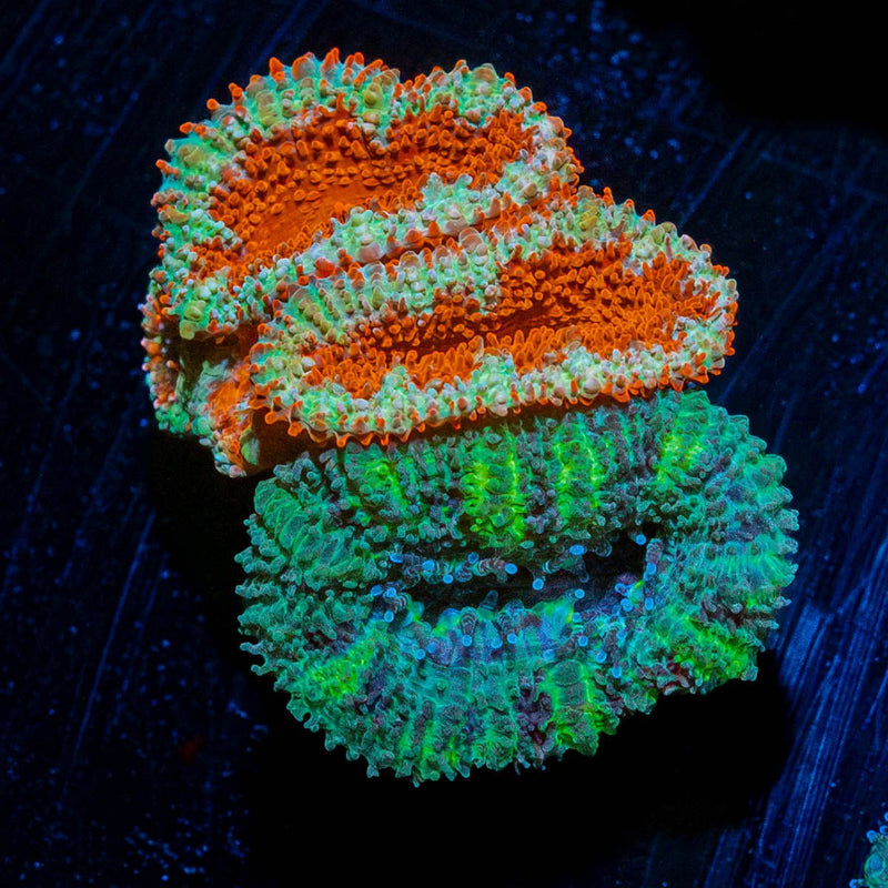 Red & Green Acan / Micromussa