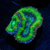 Green Acan / Micromussa - riptide aquaculture llc