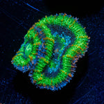 Green Acan / Micromussa - riptide aquaculture llc