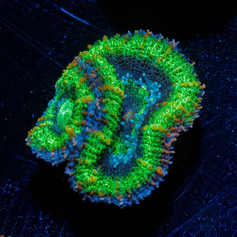 Green Acan / Micromussa
