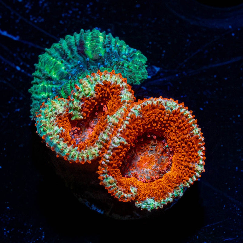 Red & Green Acan / Micromussa