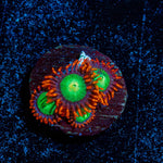 Goblins On Fire Zoanthid - riptide aquaculture llc