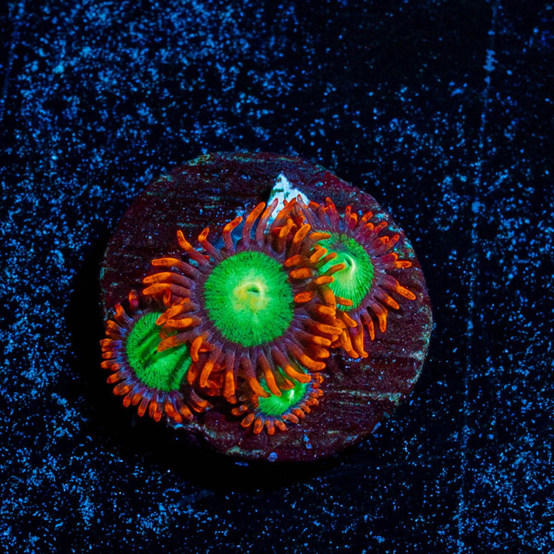 Goblins On Fire Zoanthid