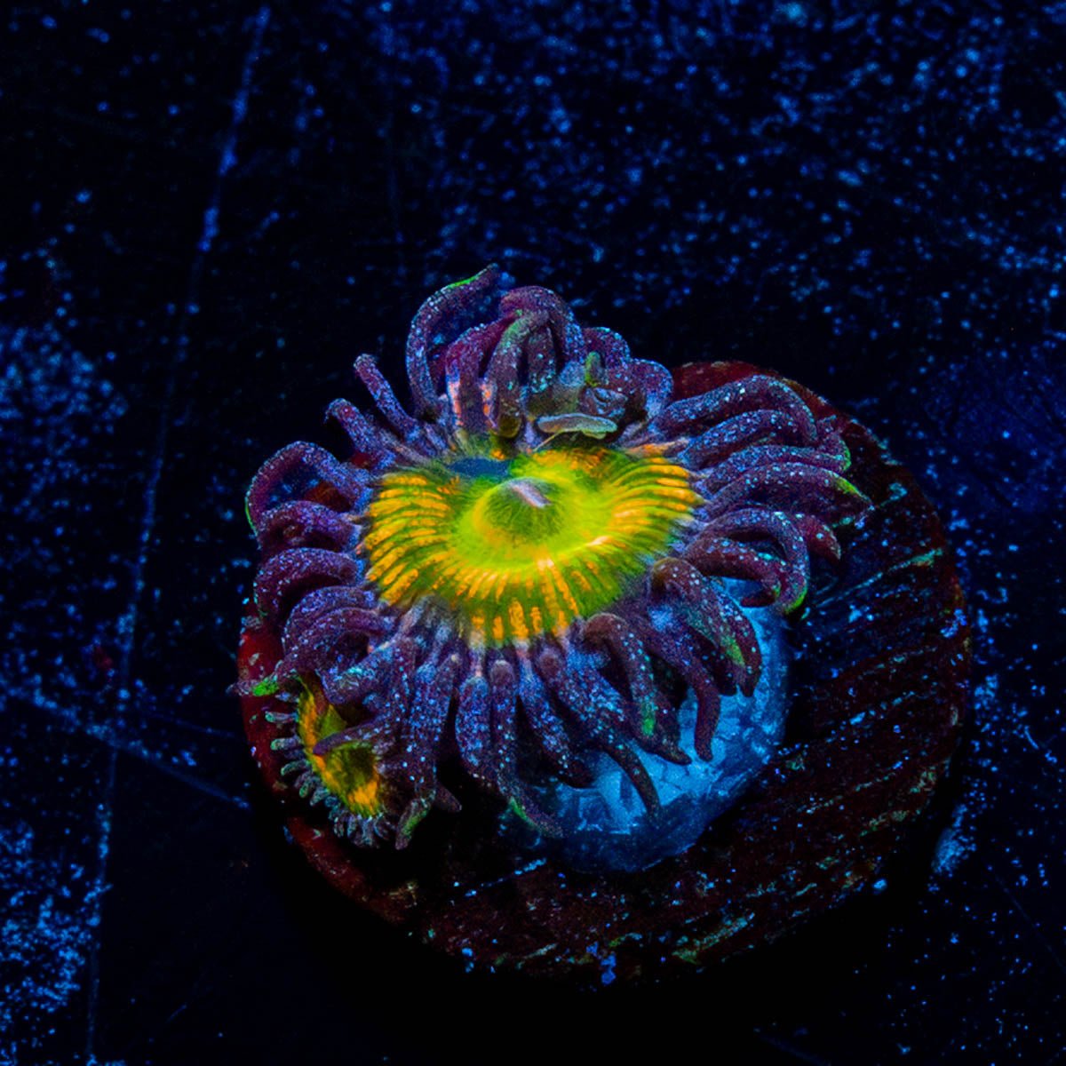 Sunny D Zoanthid - riptide aquaculture llc