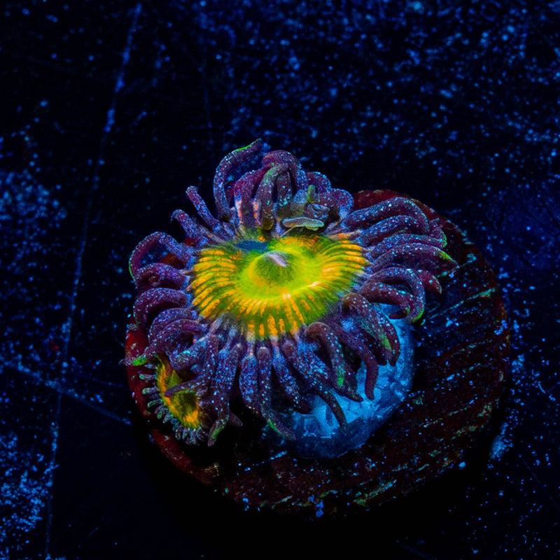 Sunny D Zoanthid