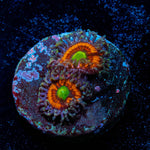Gobstopper Zoanthid - riptide aquaculture llc