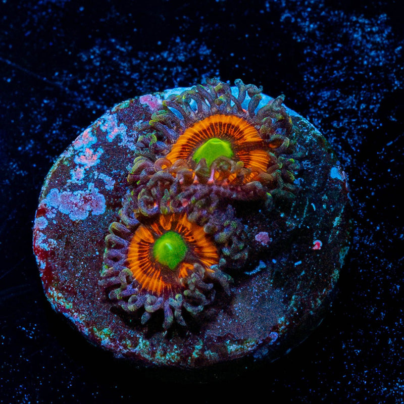 Gobstopper Zoanthid