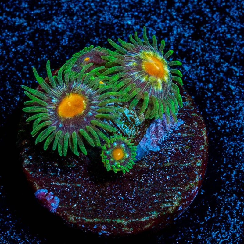 Tinker Bells Zoanthid